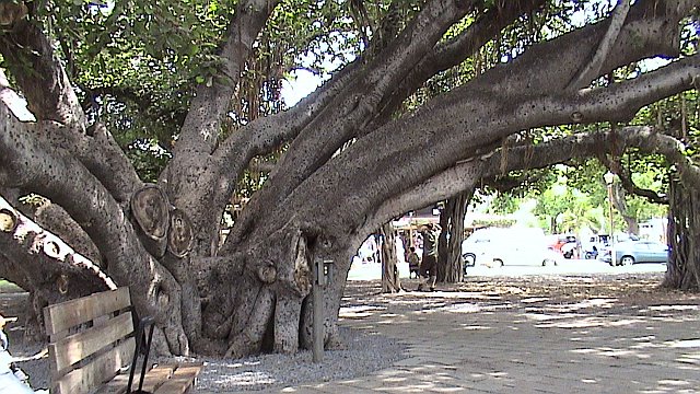 Banyan Tree Logo. Banyan Tree in Lahaina, Maui