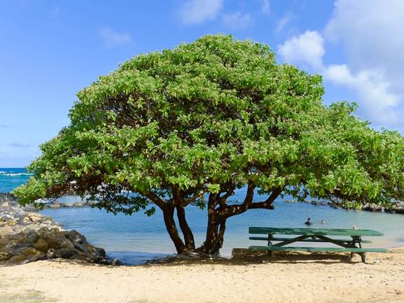 Lydgate Beach in Kauai