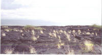 West Coast Lava Flow, on the Big Island of Hawaii