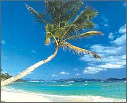 A palm tree at Coconut Bay on Hans Lollik Island, US Virgin Islands