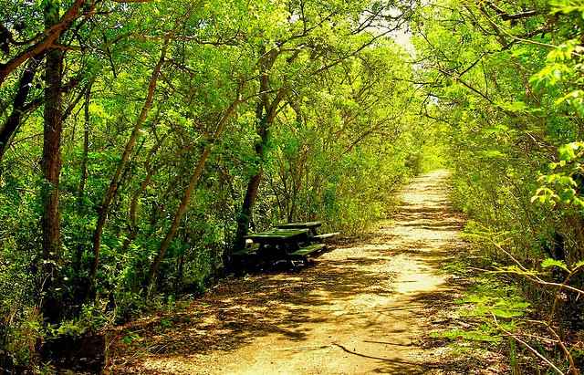 A dry forest in Puerto Rico 