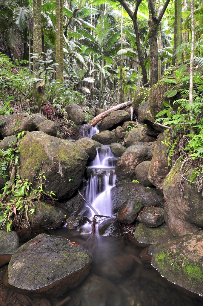 Rain Forest in Hawaii