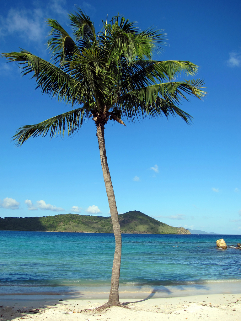 A lone palm tree on St. Thomas, US Virgin Islands