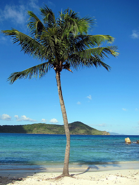 A lone palm tree on St. Thomas, US Virgin Islands 
