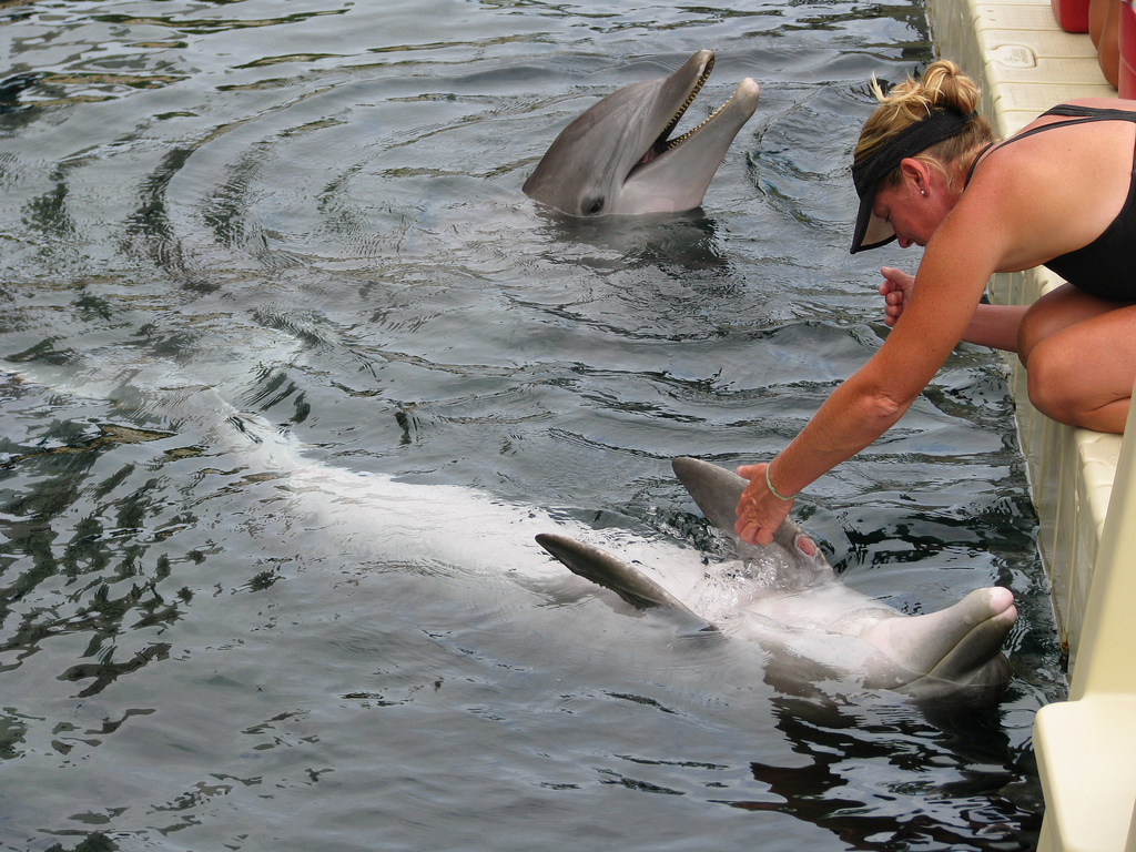 Swimming with Dolphins in Hawaii